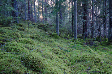 Image showing Old untouched coniferous forest