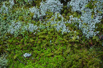 Image showing Mossy forest ground