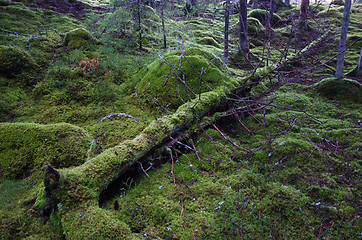 Image showing Fallen mossy tree trunk