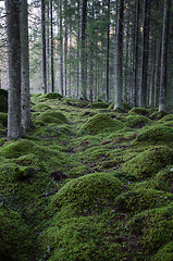 Image showing Moss-grown rocks in a coniferous forest