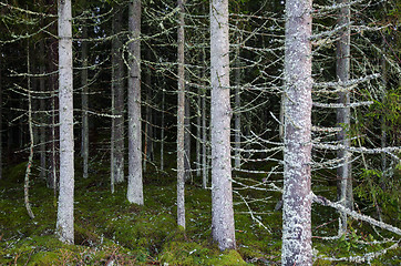 Image showing Trees all over