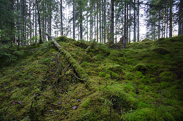 Image showing Untouched old forest