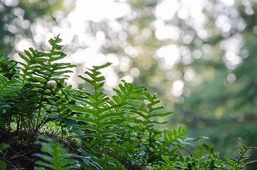Image showing Green lush bracken closeup