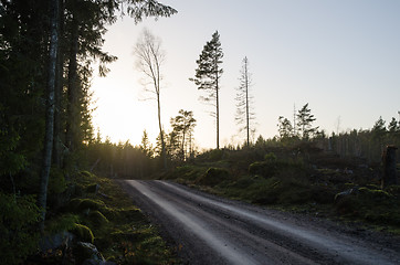 Image showing Gravel road through a forest by twilight