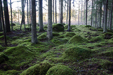 Image showing Old forest with soft green ground