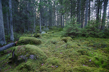 Image showing Scene from an old untouched coniferous forest