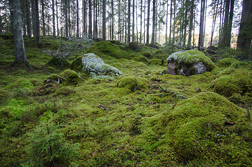 Image showing Untouched and mossy forest ground