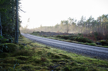 Image showing Gravel road through a coniferous forest