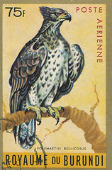 Image showing BURUNDI - CIRCA 1970: stamp printed by Burundi, showing Martial Eagle (Polemaetus bellicosus), circa 1970