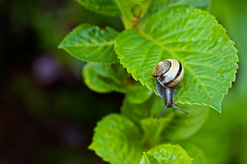 Image showing Snail hanging on a green leaf