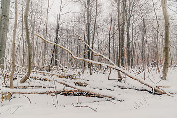 Image showing Scandinavian forest in the winter