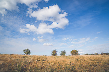 Image showing Bushes with berries on a row