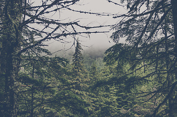 Image showing Spooky forest with pine trees