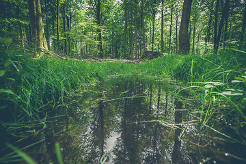 Image showing Forest puddle with water reflection