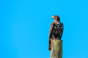 Image showing Haliaeetus albicilla eagle looking for prey