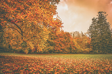 Image showing Autumn leaves in a park