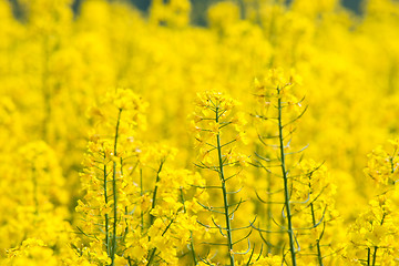 Image showing Rapeseed flowers close-up on a field