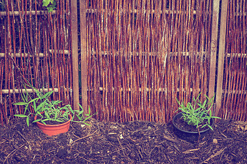 Image showing Garden with green plants