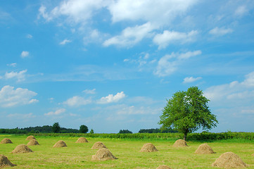 Image showing Summer Landscape