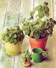 Image showing Fresh Green Basil