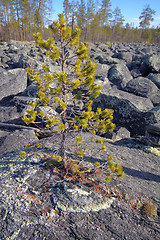 Image showing Glacial moraine of huge pieces of granite.