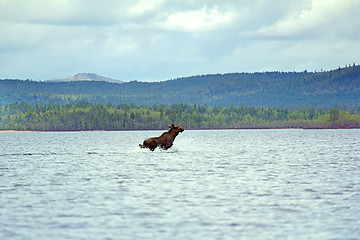 Image showing Time of migration 9. Moose cross wide North of river