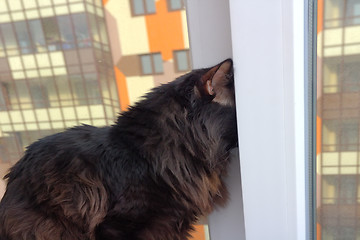 Image showing cat on the window in a new apartment house