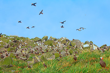 Image showing Avian community. Mixed seabird colonies in Aleutian-Commander Islands. Pacific ocean