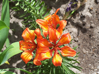 Image showing Tiger lily