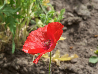 Image showing Poppy