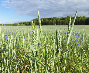 Image showing Field with cereal