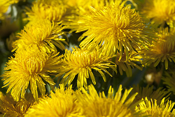 Image showing yellow dandelions in spring