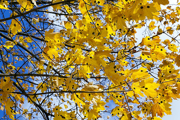 Image showing yellowing leaves on the trees