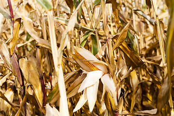 Image showing Ripe yellow corn