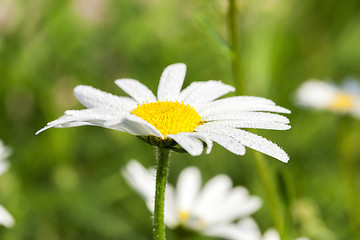 Image showing camomile flower close-up