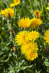 Image showing yellow dandelions in spring