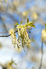 Image showing flowering maple tree