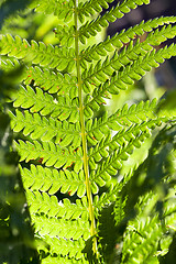 Image showing green fern close up