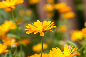 Image showing orange flowers of calendula