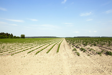 Image showing Field with carrot