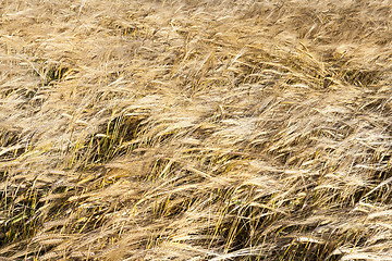 Image showing Agricultural field , wheat