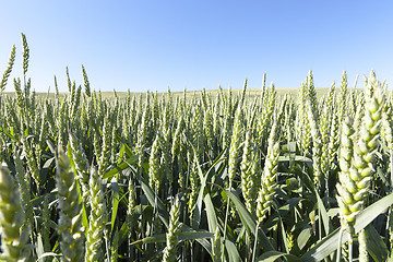 Image showing Field with cereal