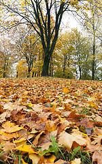 Image showing Maple Park in autumn