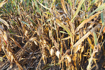 Image showing yellowed ripe corn