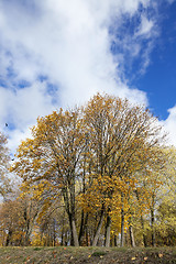 Image showing leaves on trees, autumn