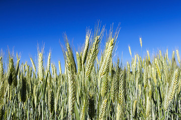 Image showing Field with cereal