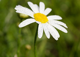 Image showing camomile flower close-up