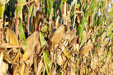 Image showing yellowed ripe corn