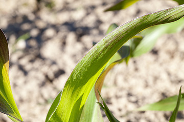 Image showing Field of green corn