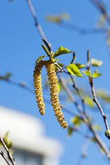 Image showing Young leaves of birch